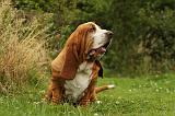 BASSET HOUND 121